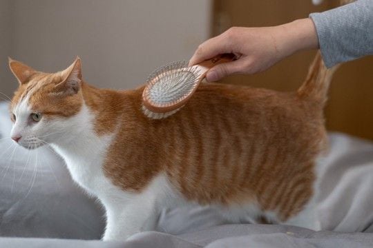 猫のカラダに発生する『白い粉』の原因3つ 気になる正体とは?正しい対処法まで解説