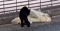 『ゴミ袋の汁を舐めていた』ガリガリの野良猫を保護したら…『現在の様子』に涙が出ると93万再生「泣けた」「たくさん幸せになってほしい」