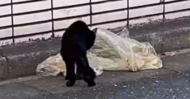 『ゴミ袋の汁を舐めていた』ガリガリの野良猫を保護したら…『現在の様子』に涙が出ると93万再生「泣けた」「たくさん幸せになってほしい」