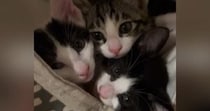 ママとは『別々に寝るようになった』子猫たち→『朝』になると……ほっこりする光景に「たまらないｗ」「もう見てるだけで幸せ」と34万再生