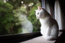 『有名キャラクター』のモデルとなっている猫種10選　実在する種類がモチーフに？意外な設定をご紹介