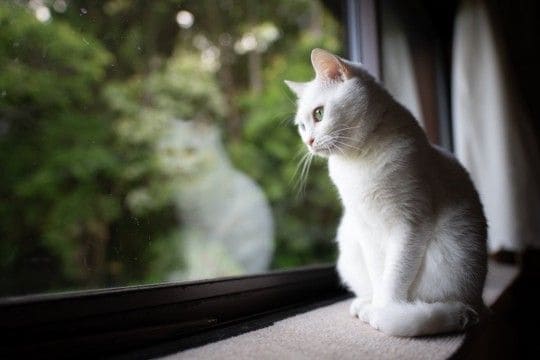 『有名キャラクター』のモデルとなっている猫種10選　実在する種類がモチーフに？意外な設定をご紹介