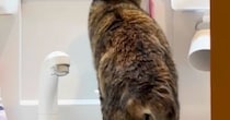 『洗面所』を覗いたら、衝撃の瞬間を目撃……猫がしていた『まさかの行動』が84万再生「偉いと思ったらｗ」「匂いがついているからかな」
