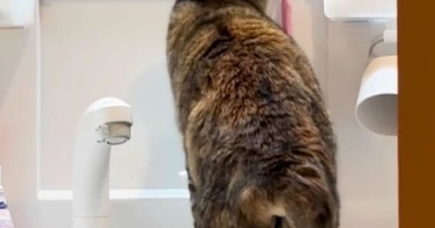 『洗面所』を覗いたら、衝撃の瞬間を目撃……猫がしていた『まさかの行動』が84万再生「偉いと思ったらｗ」「匂いがついているからかな」
