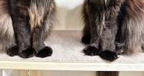 長い毛が特徴的な『２匹の猫』→棚の上に並んだ結果…あまりにも『神々しすぎる雰囲気』に「思わず拝んじゃう」「ありがたや〜」と反響