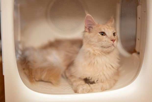 ドライルームでくつろぐ猫