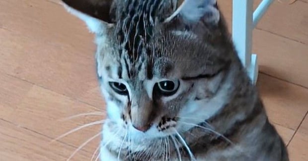 『猫が立った』と思ったら→次の瞬間……まさかの『奇跡的な光景』に15万いいね「すごい進化してるｗ」「やっぱり人が入ってるんだ」と話題