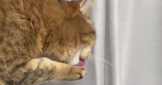 『毛づくろい中の猫』に舐めてもらおうと、そっと指を出したら…100点満点の『表情』に爆笑の声「ちょっと怒ってるｗ」「めっちゃ笑った」