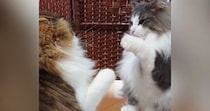 ふわふわ兄弟猫の『喧嘩の様子』を見ると…『可愛すぎるやり取り』に笑う人が続出「何回見てもかわいいｗ」「スロー再生みたいｗ」