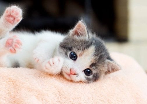 『子猫から成猫』になる過程で起こる変化5選　オトナに成長したサインや見直したいお世話のポイント