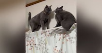 カーテンレールで鉢合わせた２匹の猫→どうするのか見ていたら…驚きの『解決策』が話題「協力しあってるｗ」「ハラハラドキドキｗ」