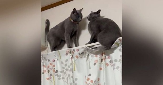 カーテンレールで鉢合わせた2匹の猫→どうするのか見ていたら…驚きの『解決策』が話題「協力しあってるw」「ハラハラドキドキw」