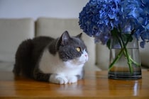 猫にとって『紫陽花』が危険な理由3つ　命に関わるリスクや誤飲したときの対処法