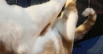 膝の上でくつろぐ猫→もう1匹が近づいてきた結果…絶対に『場所を奪われたくない猫の行動』に「なんたる大技ｗ」「ひどすぎるｗ」と1万いいね