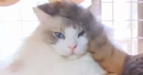 一緒にくつろいでいた『2匹の猫』を見ていると…あまりにも『理不尽すぎる展開』に２万いいね「限界きたｗ」「頑張って我慢したのにｗ」