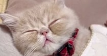 洗濯物を畳んでいる横で『眠っていた子猫』→おててをそっと持ち上げてみると…尊すぎる光景が12万再生「思わず笑顔になった」「天使ｗ」