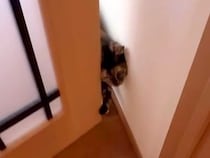 実家で猫と触れ合って帰宅したママ→愛猫がお出迎えしてくれて、次の瞬間…想定外な『まるで捜査官のような行動』に反響「鬼の匂いチェック」