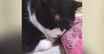 座布団にスリスリしていた猫→見られていることに気づいた『次の瞬間』…可愛すぎる光景に３万いいね「決定的瞬間ｗ」「もう笑っちゃうーｗ」