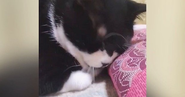 座布団にスリスリしていた猫→見られていることに気づいた『次の瞬間』…可愛すぎる光景に3万いいね「決定的瞬間w」「もう笑っちゃうーw」