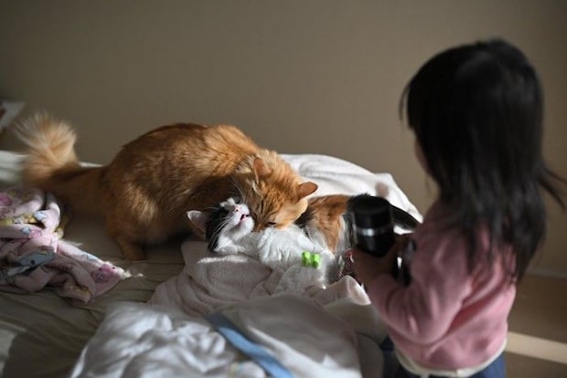 タオルの上でじゃれつく二匹の猫と女の子