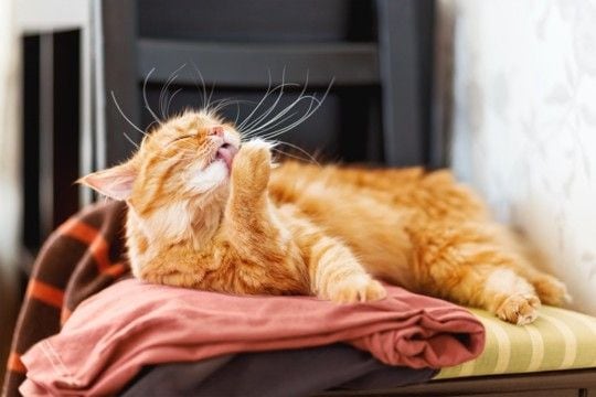 猫が『洗濯物の上』に乗ってくる理由3つ 干したばかりなのに…防ぐ方法はある?