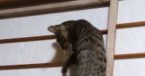 音を立てながら『障子を登っていく猫』→下りようとするも……爆笑の展開に1万7000いいね「下山のほうが危険ｗ」「声出して笑った」
