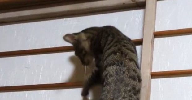 音を立てながら『障子を登っていく猫』→下りようとするも……爆笑の展開に1万7000いいね「下山のほうが危険w」「声出して笑った」