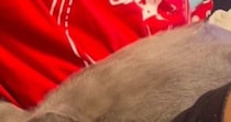普段は怪獣みたいに『元気いっぱいな猫』→ママには甘えないのに、息子の前になると…微笑ましい光景が11万再生「すごい体勢ｗ」と反響