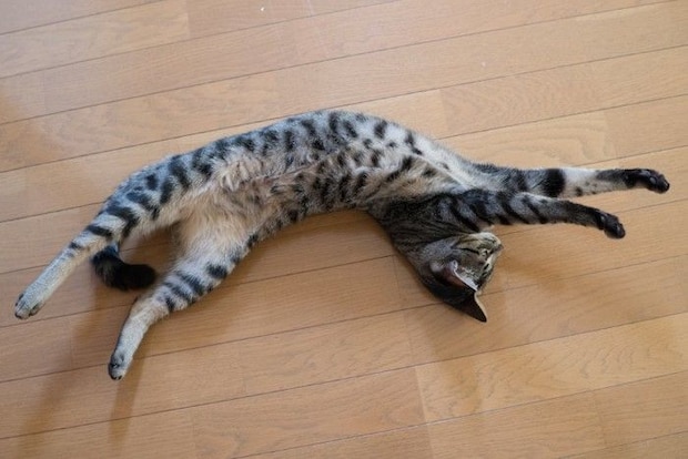 全身を伸ばす猫