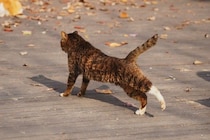 猫が『歩きながら体を伸ばす』3つの理由　体をほぐしているだけじゃない？心身に与える効果まで