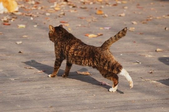 猫が『歩きながら体を伸ばす』3つの理由 体をほぐしているだけじゃない?心身に与える効果まで