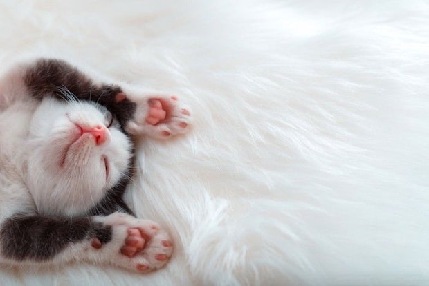 仰向けで寝る子猫