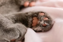 猫の『肉球の色』をみれば性格が分かる？4つのカラーごとの傾向や毛色との関連性まで