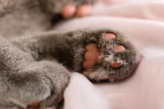猫の『肉球の色』をみれば性格が分かる?4つのカラーごとの傾向や毛色との関連性まで