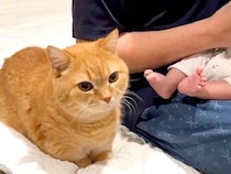 赤ちゃんにミルクをあげるパパ→猫が甘えたそうな様子で…圧倒的に尊い『順番待ちをする光景』に「一挙一動が可愛い」「愛おしいね」と反響