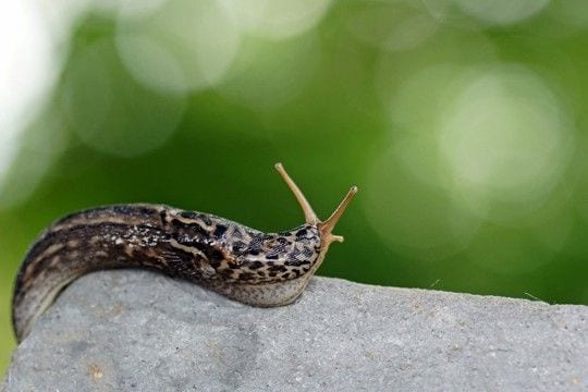 猫に『ナメクジ・カタツムリ』を近づけてはいけない理由3つ 起こりうるトラブルや危険性を解説