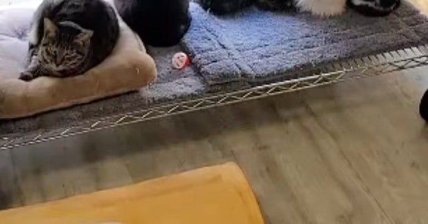 『猫カフェ』の窓際にある『ラック』を見ると…284万再生された『圧巻の光景』に「すごいの一言」「ショーケースに並ぶケーキみたいw」の声