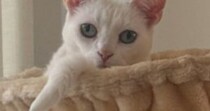 ハンモックでくつろぐ猫→頭に『王冠のようなもの』がついていると思ったら…『まさかの光景』に「３度見した」「何回みてもわからんｗ」の声