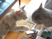 顔を合わせるたび、バトルが始まる２匹の猫→仲が悪いのかと思いきや…『ほほえましい様子』が23万再生「何回見ても面白い」「素晴らしい」