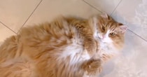 『私が産んだ？』足元にいた猫を撫でようとしたら…悶絶必至の『まさかの行動』が159万再生「ケリケリかと思ったらｗ」「声出た」
