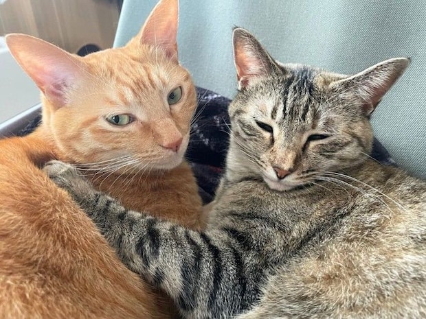 寄り添い合う2匹の猫