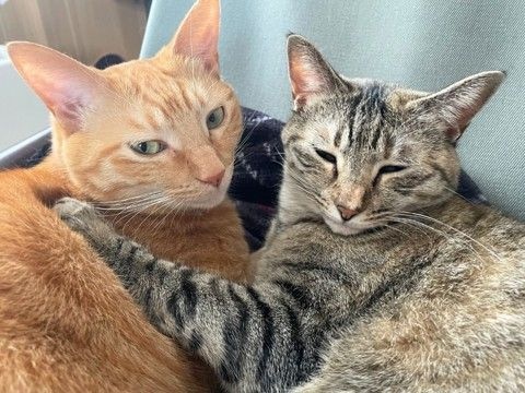 猫を多頭飼いするときに考えたい『年齢差』に関すること3つ　相性の良し悪しや新たに迎えるときの注意点も
