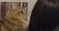 宿題中の女の子にかまってほしい猫→肩をトントンと叩いて…たまらなく可愛い『健気な様子』が40万再生「いい関係だね」「全部が愛おしい」