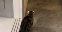 帰宅した飼い主に『気づかない猫』→背後からこっそり近づいた結果…笑ってしまう瞬間が71万再生「ビクってなったｗ」「可愛すぎる」