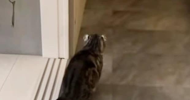帰宅した飼い主に『気づかない猫』→背後からこっそり近づいた結果…笑ってしまう瞬間が71万再生「ビクってなったｗ」「可愛すぎる」