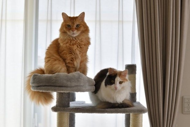 キャットタワーでくつろぐ2匹の猫