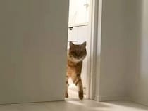 『ちょっと昼寝しようかな』と思ったら、隣の部屋からネコが入ってきて…想定外な『妨害行為』が話題「ネコハラが…」「一人で寂しかったもん」