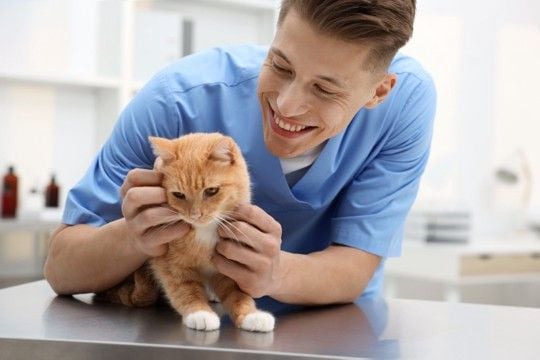 猫の寿命を伸ばすには『飼い方』が重要? 長生きにつながる5つのポイントや注意点まで解説