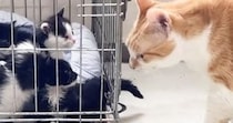保護された子猫たち→初めて『ベテラン先住猫』と対面した結果…『可愛すぎる光景』に反響「ガン見ビームがすごいｗ」「すぐ仲良くなれそう」