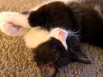保護から40日目の子猫→寝ている姿を見てみると…もはや芸術的な『ほほえましい光景』に「心を許した状態」「なんて可愛い寝顔」と絶賛